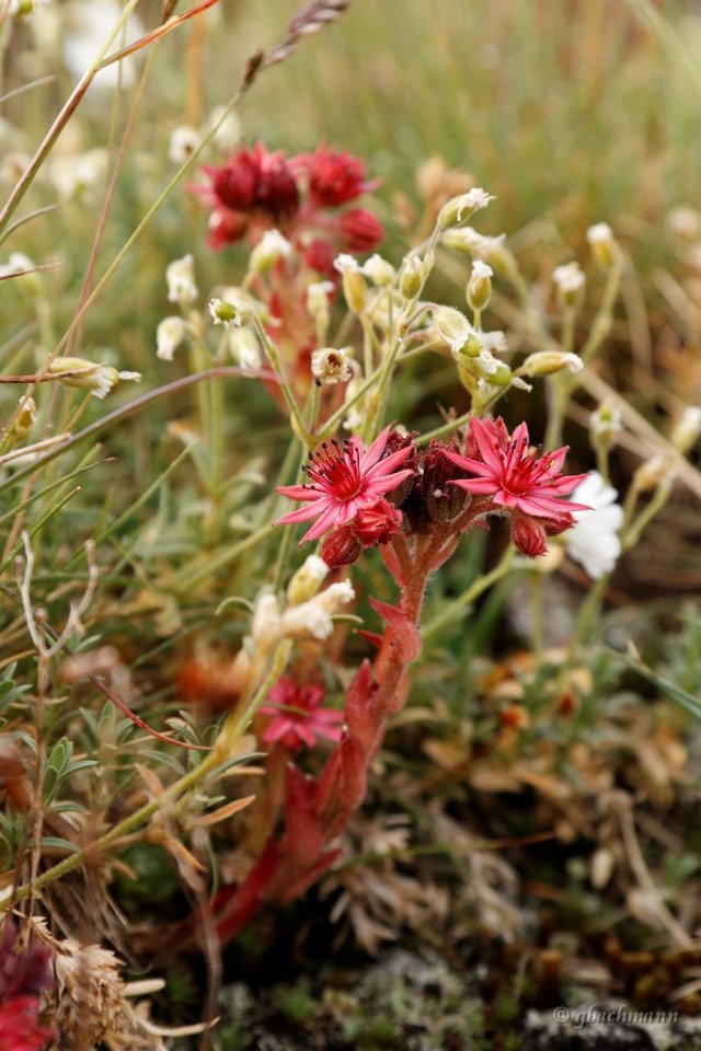 20090802_228_raw